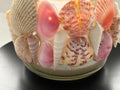 Seaside Glow Seashell Candle Holder