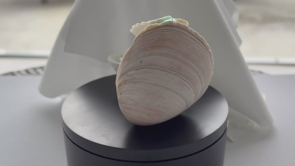 Ocean Cascade Seashell Waterfall