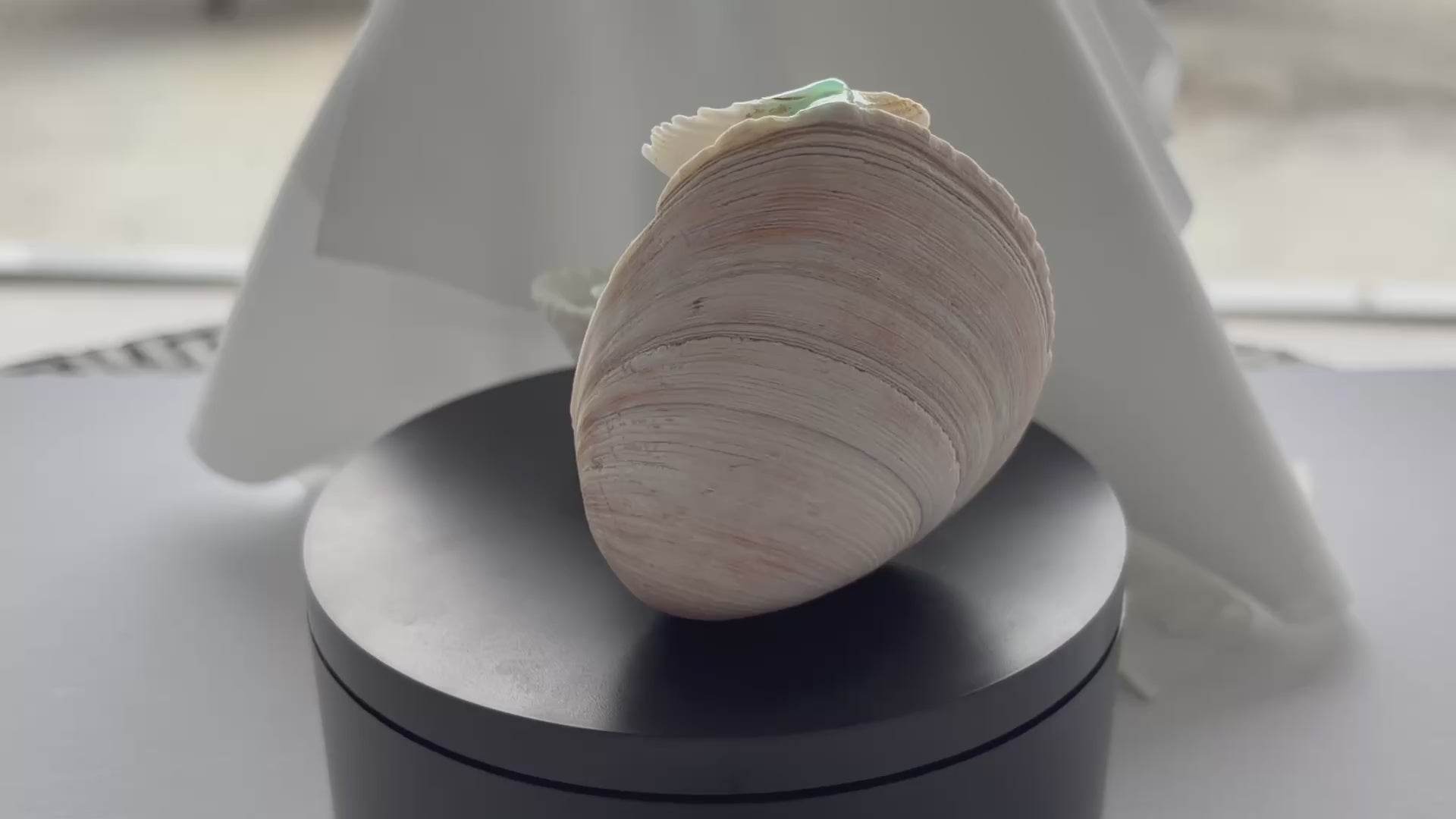 Ocean Cascade Seashell Waterfall
